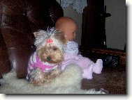 Jorkšírský terier, Yorkshire Terrier,