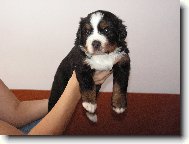 Berner Sennenhund