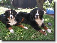 Berner Sennenhund