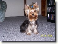 Jorkšírský terier, Yorkshire Terrier,