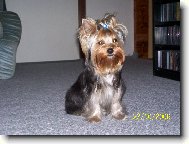 Jorkšírský terier, Yorkshire Terrier,