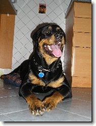 Rottweiler