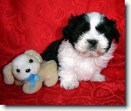 icu, Shih-Tzu