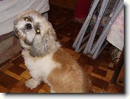 icu, Shih-Tzu