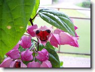 Blahoke, klerodendrum