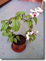 Blahoke, klerodendrum