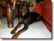 German Pinscher