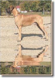 Deutsche Dogge