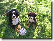 Berner Sennenhund