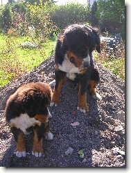 Berner Sennenhund