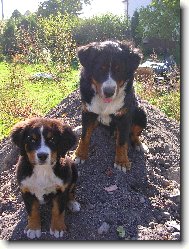 Berner Sennenhund