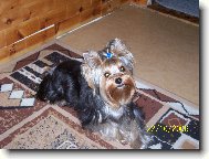 Jorkšírský terier, Yorkshire Terrier,