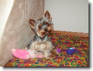 Jorkšírský terier, Yorkshire Terrier,