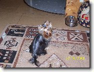 Jorkšírský terier, Yorkshire Terrier,