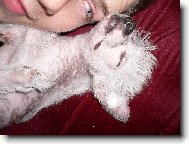 Chinese Crested Dog