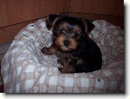 Jorkšírský terier, Yorkshire Terrier,