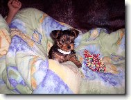 Jorkšírský terier, Yorkshire Terrier,