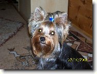 Jorkšírský terier, Yorkshire Terrier,