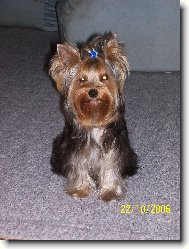 Jorkšírský terier, Yorkshire Terrier,