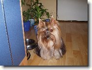 Jorkšírský terier, Yorkshire Terrier,