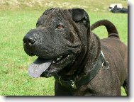 Shar-Pei
