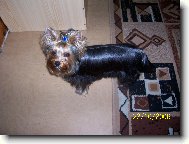 Jorkšírský terier, Yorkshire Terrier,