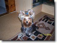 Jorkšírský terier, Yorkshire Terrier,