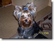 Jorkšírský terier, Yorkshire Terrier,