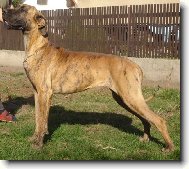 Deutsche Dogge