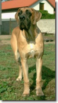 Deutsche Dogge