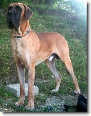 Deutsche Dogge