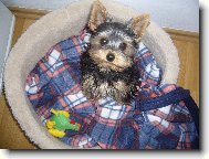 Jorkšírský terier, Yorkshire Terrier,