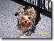 Jorkšírský terier, Yorkshire Terrier,