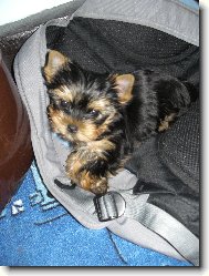 Jorkšírský terier, Yorkshire Terrier,