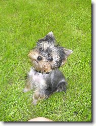 Jorkšírský terier, Yorkshire Terrier,