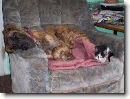 Deutsche Dogge