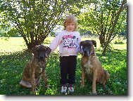 Deutsche Dogge