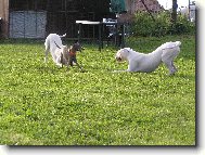 Dogo Argentino