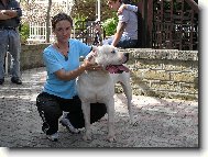 Dogo Argentino
