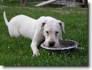 Dogo Argentino