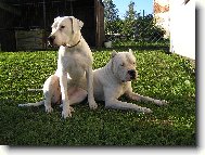 Dogo Argentino