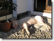 Dogo Argentino