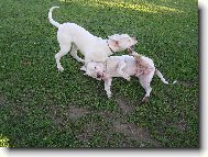 Dogo Argentino