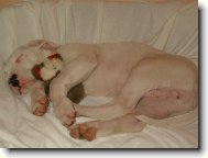 Dogo Argentino