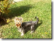 Jorkšírský terier, Yorkshire Terrier,