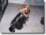 Jorkšírský terier, Yorkshire Terrier,