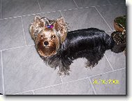 Jorkšírský terier, Yorkshire Terrier,