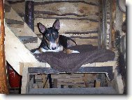 Bull Terrier