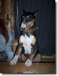 Bull Terrier