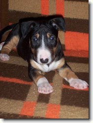 Bull Terrier